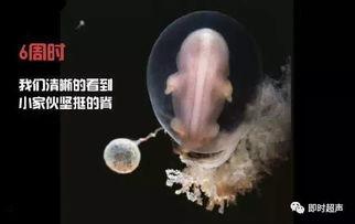 受精全过程视频,微观视角下的生命奇迹揭秘