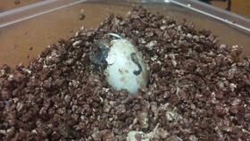 孵龟蛋视频,揭秘龟蛋成长之旅