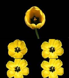 花店小视频,探寻花艺之美,感受生活温馨瞬间