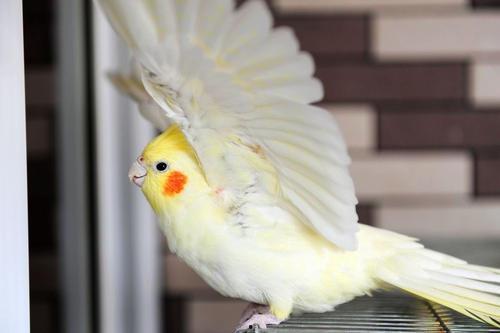 玄凤鹦鹉叫声视频