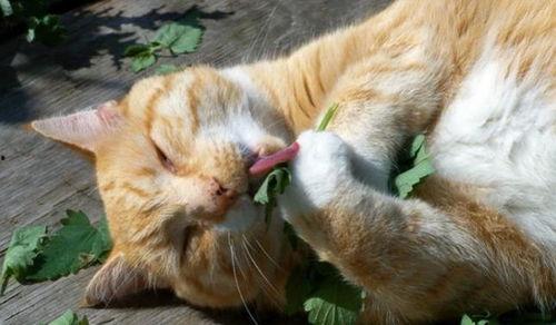 花椒猫爷全部视频